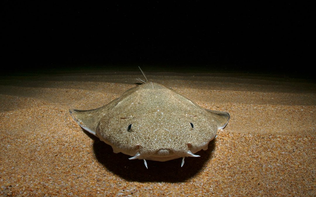 Dave and Barry- A Tale about Angel Sharks