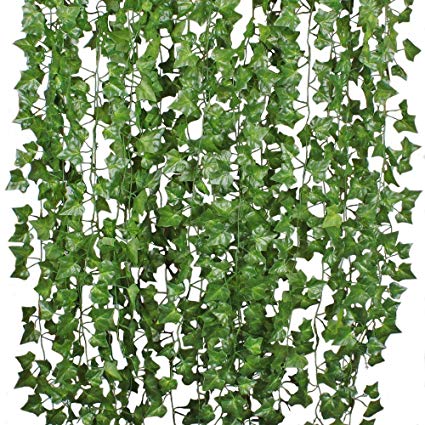 The Story of Ivy